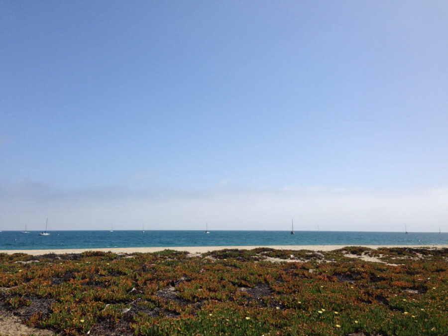 A bed of red and green succulents growing on a sandy beach with the calm ocean and light blue sky in the background