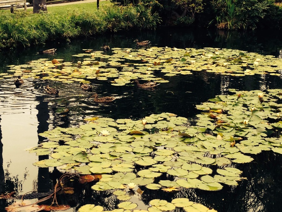 Small black water pond with several lily pads and ducks surrounded by green plants and trees