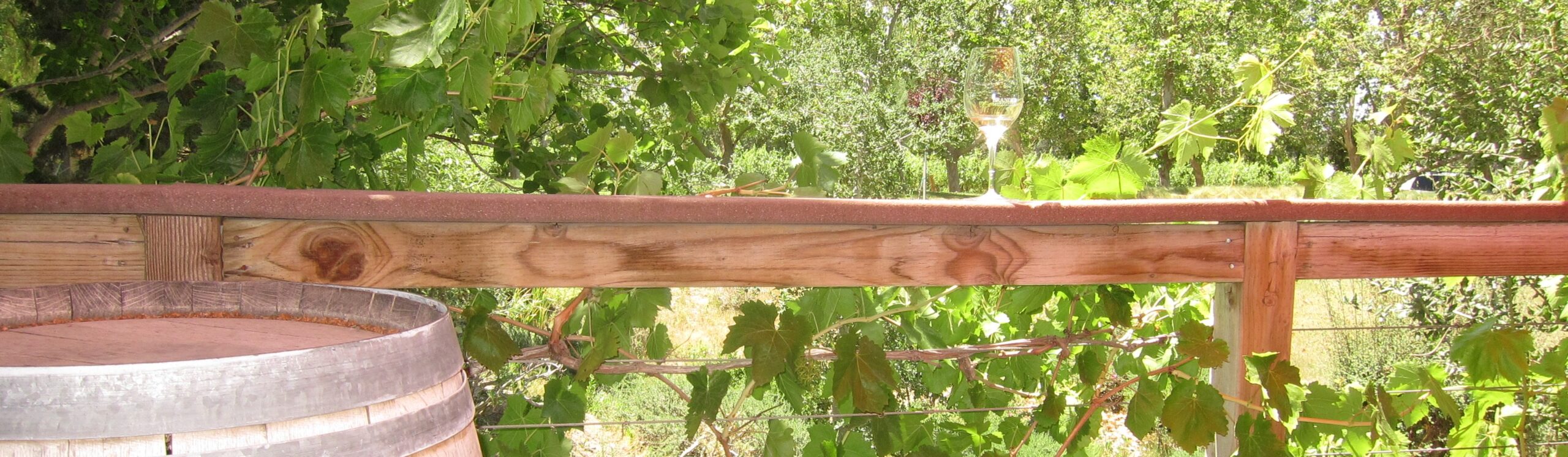 A wine barrel in front of a wooden railing with a glass of white wine sitting in the sunlight surround by green grapevines