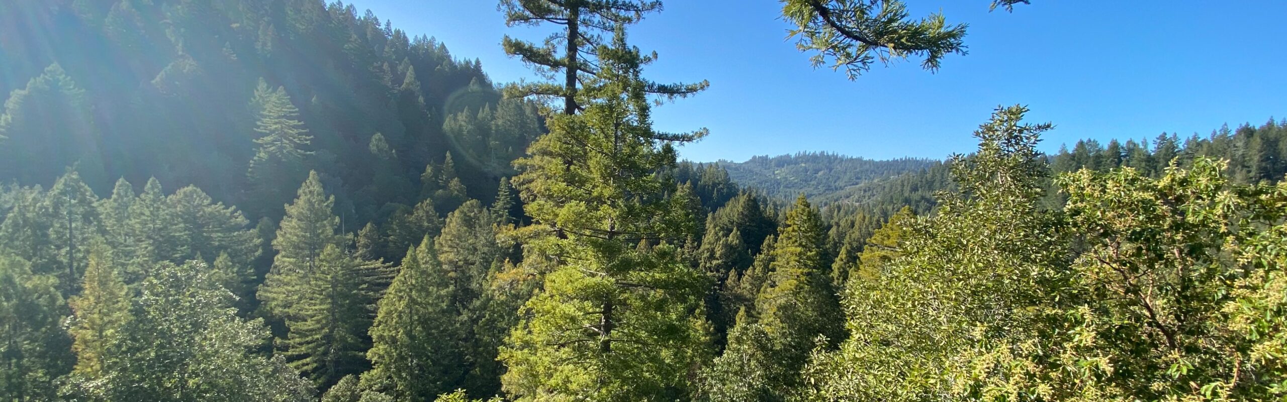 Panoramic view of tall redwood trees on rolling hills with deep blue sky