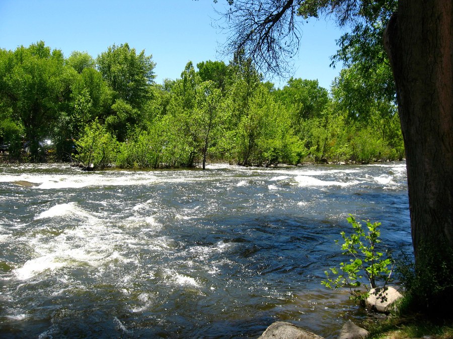 Rushing Kern river with white capped rapids with lush green trees on both sides and blue sky.