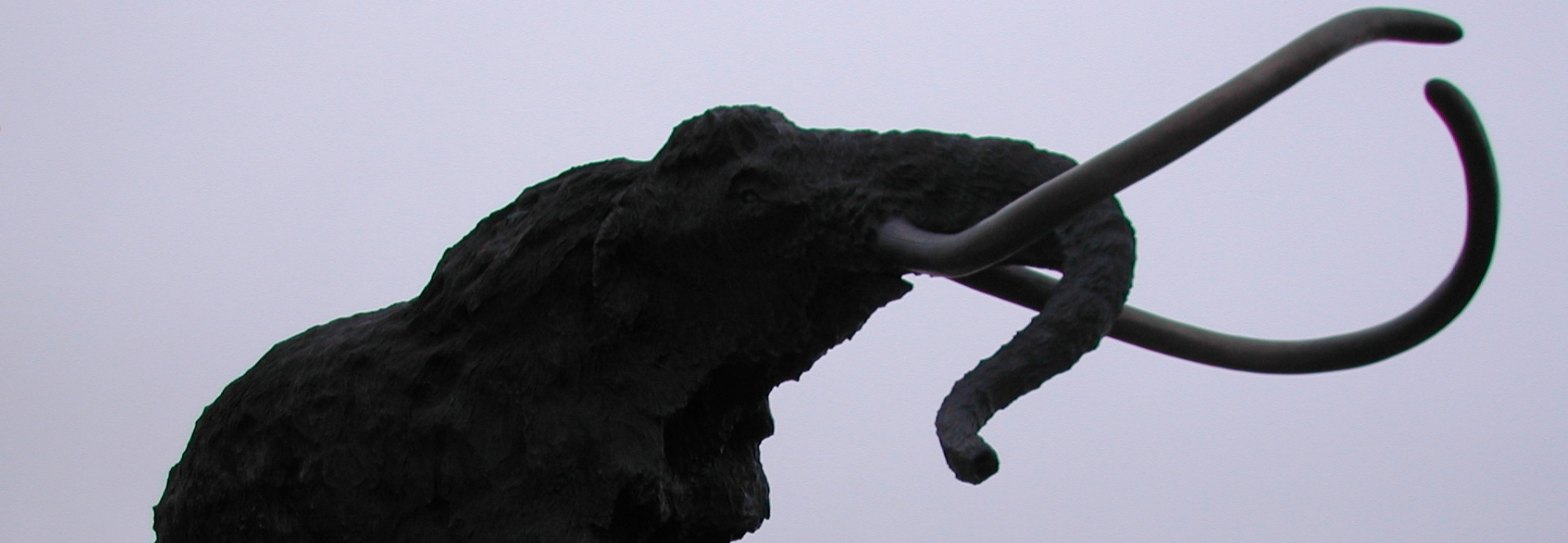 Top portion of the Woolly Mammoth Statue with head raised and tusks pointing in the air in Mammoth Lakes.