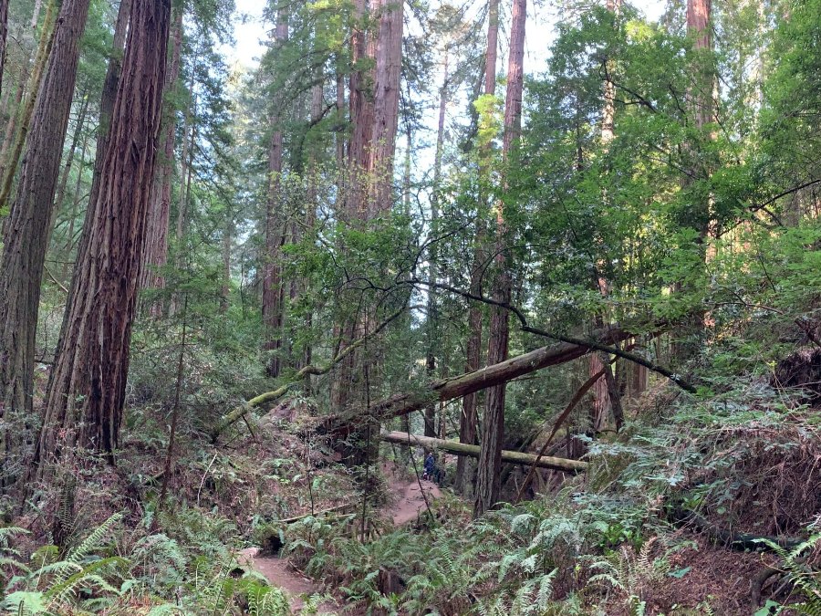 Dense forest trail with tall and fallen trees in Mill Valley. Link to Fun Things to Do on page.