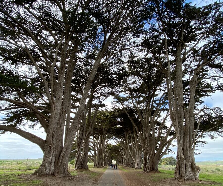 Path lined with tall Cypress trees forming a canopy tunnel to a building by the ocean. Link to Northern California on page.