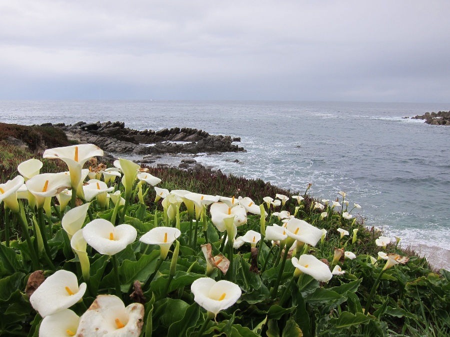 White Calla lilies in front of rocky ocean coast on a dreary cloudy day. Link to Monterey page.