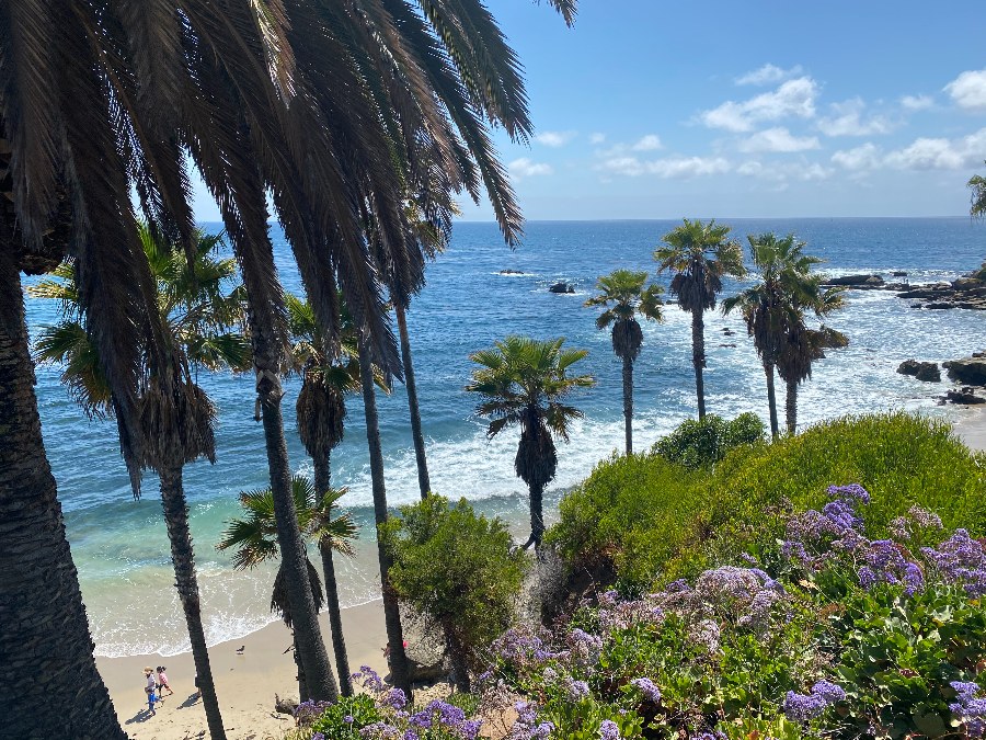 Elevated view with purple flowers on a cliff facing palm trees in front of a beach and blue sky. Link to Orange County page.