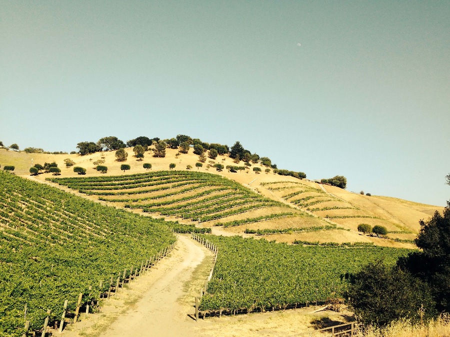 Rolling beige hills with grapevines planted all over in Santa Barbara area of California. Grey blue sky with faded moon.