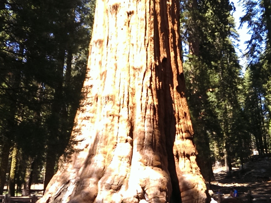 Bottom portion of a giant red bark Sequoia tree surrounded by other tall, thinner trees. Link to Sequoia National Park page.