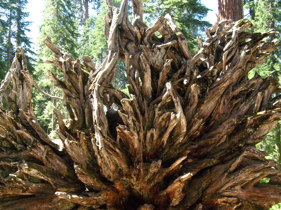 Underside root system of a dead Sequoia tree laying on its side in Mariposa Grove in Yosemite National Park