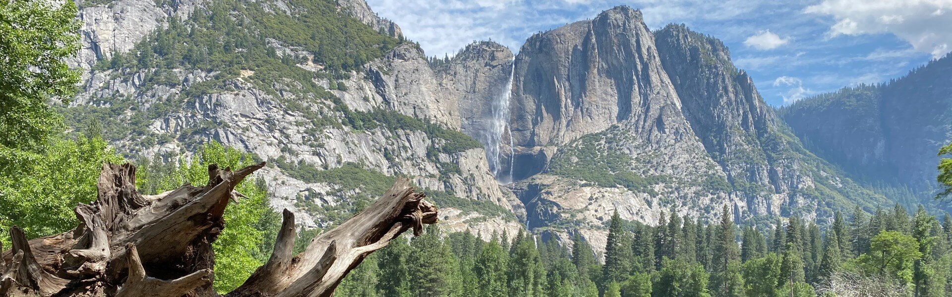 Log in foreground surrounded by green trees with Yosemite Falls in background.