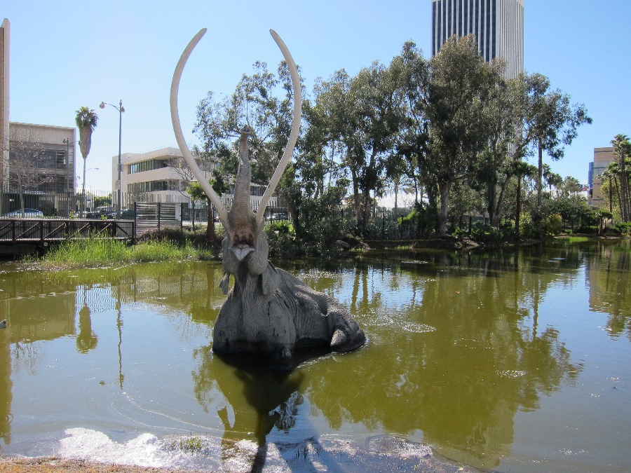 Life-like sculpture of a mammoth elephant half submerged in the watery La Brea tar pit with its tusks in the air